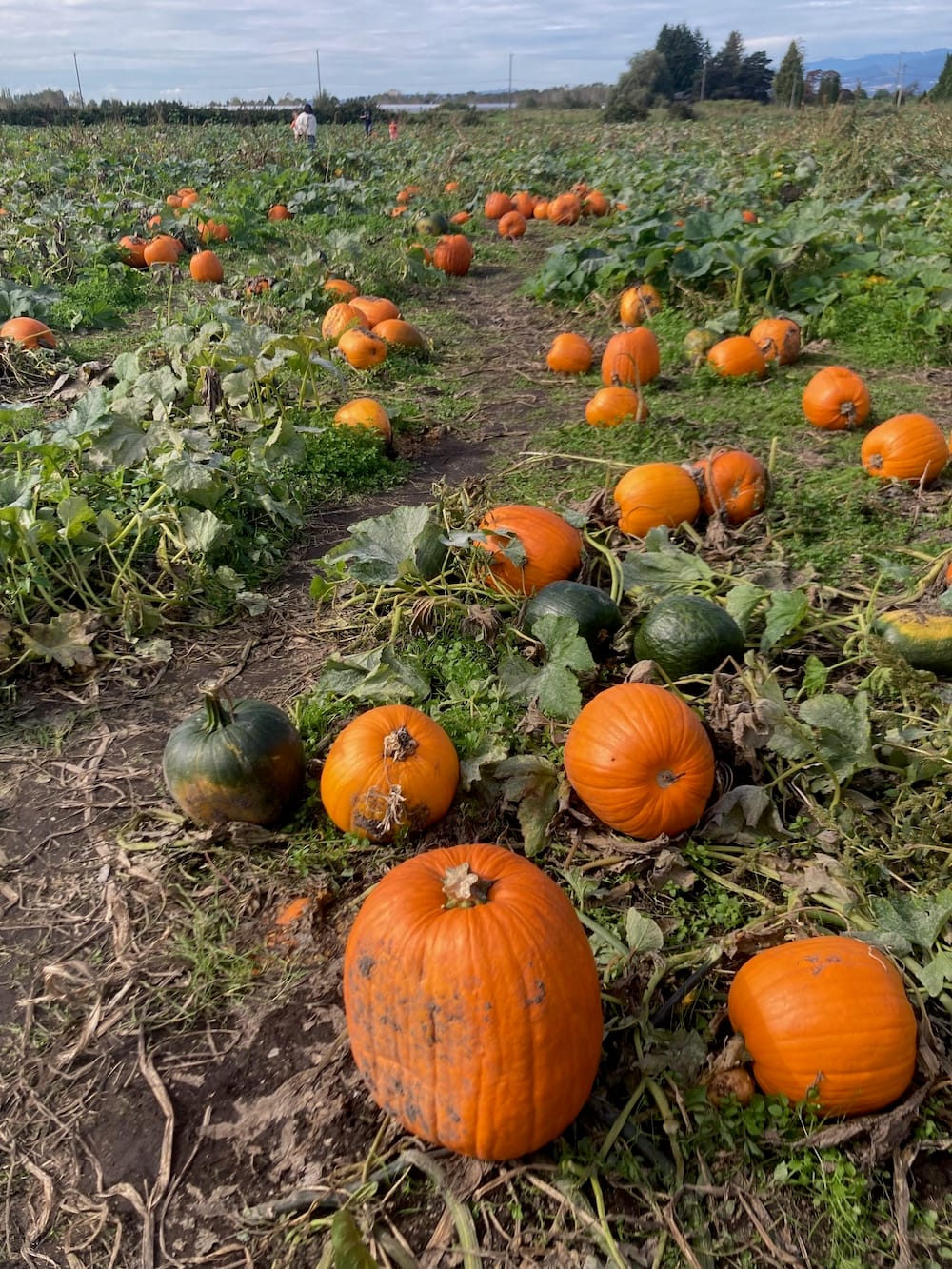 Pumpkin Season