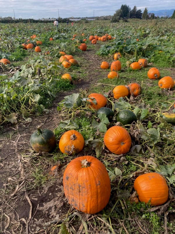Pumpkin Season